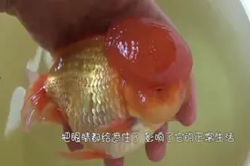 宠物鱼长了瘤，眼睛几乎看不见，没有想到主人居然亲自动手！视频封面