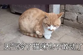 今天早晨河南周口，温度突然降到六度，让人受不了，小猫咪也怕冷视频封面