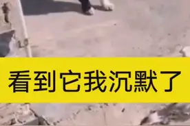 狗狗出门也得戴口罩视频封面