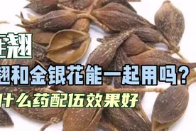 连翘的功效与作用是什么？用的是连翘花还是果实呢，效果好不好？视频封面