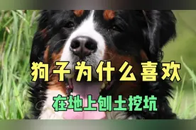 狗子为什么那么喜欢在地上刨土挖坑？