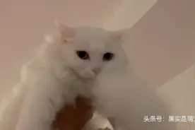 铲屎官出差回家，第一件事就是要把猫举高高，猫咪的反应如何？视频封面