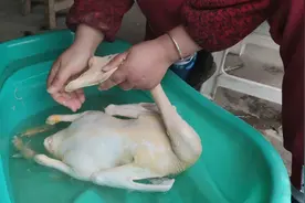小伙教你怎样快速褪净鸭鹅绒毛既简单又实用视频封面