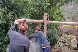 香樟油的用途很大，一片叶子是怎样变成油的呢？一起看看吧