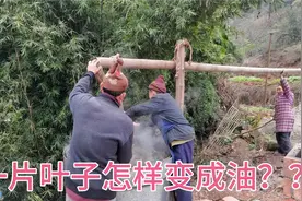 香樟油的用途很大，一片叶子是怎样变成油的呢？一起看看吧视频封面