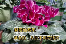 仙客来每年都收空盆？学会自己繁殖，有趣又省钱！家里花盆不够用视频封面