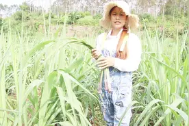 为什么要大太阳底下剥甘蔗叶？女子说没有办法，必须这个时候剥掉