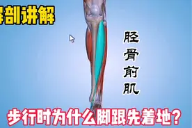 解剖分析：“胫骨前肌”，推拿按摩解剖知识储备视频封面