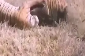 母:老虎咬死公老虎，镜头记录凶残过程，果然一山不如二虎。视频封面