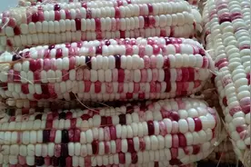 糯玉米多了吃不完，农村大姐这样保存，不放冰箱也能吃上两年