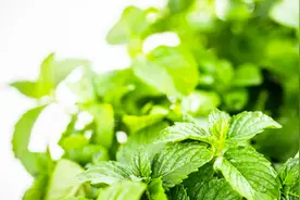 薄荷的5大养生功效，你一定不全知道，现在了解还不晚