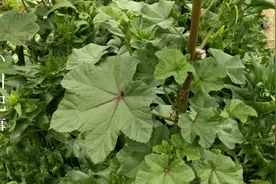 “冬寒菜”农村很常见的植物，可药食两用，快来认识一下吧！视频封面