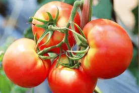 购买西红柿要留意，记住这几点，让你买到新鲜好吃的西红柿