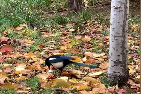 喜鹊蚕食的是什么蛋？红色的蛋液？