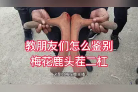 你认识什么是马鹿茸，什么是杂交鹿茸，什么是梅花鹿鹿茸吗？视频封面