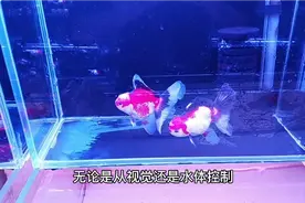 讲述一下金鱼的最佳饲养密度！视频封面