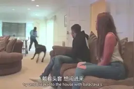 可爱狗狗的另一面，培训保护性极强的狗，充当保镖卖给富人！