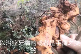 农村小土方，治疗牙齿痛简单有效，只需找到这种植物。