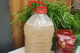 大米饭+自来水+糖，自制发酵肥，蔬菜和花长的爆盆。