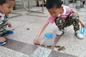 龙虾排排队，个个还都起了名字视频封面