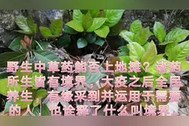 野生中草药能否上地摊？视频封面
