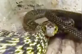 一年能长1米的蛇，经常释放臭气，一斤120元却有价无市！