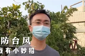 楼顶果树如何防台风？教你一种防风小妙招，只需“1个网”搞定了视频封面