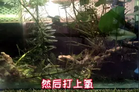 给孔雀鱼喂鸡蛋黄浑水了，巴西龟也爱吃？网友叹：这生态缸真美