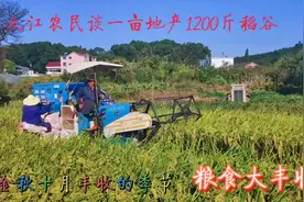 江西农民种水稻亩产1200斤 ，一亩地纯赚600元 ，这水稻产量高吗视频封面