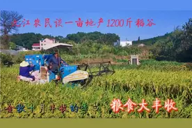 江西农民种水稻亩产1200斤 ，一亩地纯赚600元 ，这水稻产量高吗视频封面