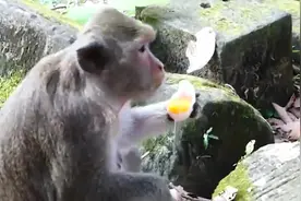 猴子发现了鸡蛋，敲开就吃起来，太会享受美食了视频封面
