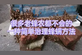 老蜂农都不会的一种简单治理蜂螨方法非常好用