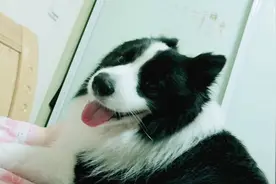夏天还没到，边牧已经热成狗了，趴在主人身上求开空调呢，赖皮狗视频封面
