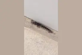 室内碰到一只神兽虫子，还会倒着跑！