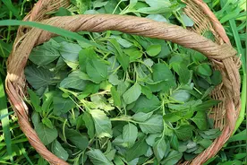 7月多给孩子吃这菜，钙含量是菠菜的10几倍，5分钟做一锅，真香