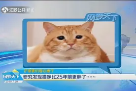 铲屎官们要注意了，赶紧清空购物车，研究发现猫咪比25年前更胖了