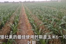 玉米什么时候打矮壮素最合适，啥玉米打啥玉米不能打，快来看吧！视频封面