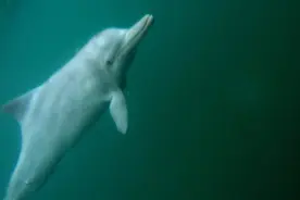 中华白海豚