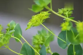 农民把柴胡当杂草除掉，但柴胡却能卖50元1斤，根部最贵视频封面