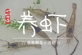 新手小白养河虾，收养的野生小河虾太Q了吧，不知道要怎么养呢?视频封面