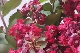 夏季适合嫁接紫薇吗！看小酒哥是怎样夏季嫁接紫薇的。