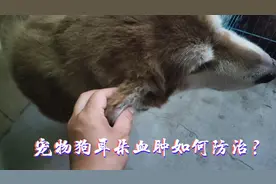 狗狗耳朵肿个包是怎么引起的，该如何预防和治疗？＃激萌奖金计划视频封面