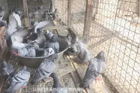 鸽子自己洗澡，水里面还要加百步和苦参两种药草，给鸽子杀虫去菌视频封面