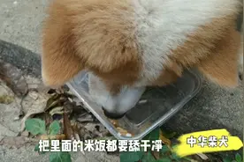 两只土狗第一次喝可乐，一只喝完还要舔，一只正眼瞧不上！视频封面