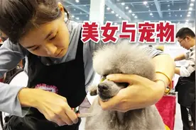 郑州宠物博览会，实拍美女美容师给宠物美容全过程视频封面