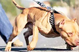 馋嘴狗狗偷吃蛋白粉，最后炼成狗界巨石强森，看完笑到肚子痛视频封面