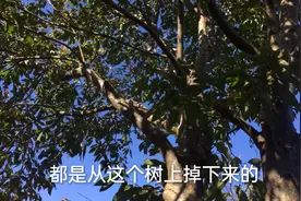 这么有营养价值东西，英国人既然不吃，难道是板栗？