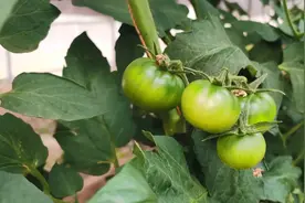 十月份适合种什么蔬菜？番茄、辣椒、菠菜、有机花菜、黄瓜等等