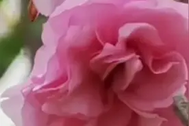亲爱的《好想醉在你的怀里》，爱你，我是认真的视频封面
