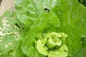 种植大白菜长白斑病千万别急，教你1招，白斑病自动消失。视频封面